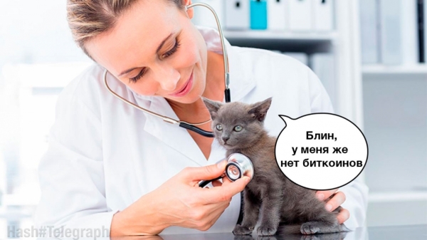Биткоин спасает кошек: ветеринарная клиника в Сальвадоре работает почти бесплатно за крипту
