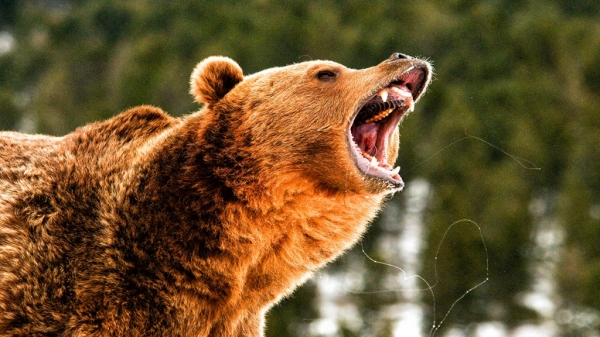 Медвежий сигнал указывает на вероятность 60-70% коррекции
